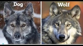 Whats the Differences Between Wolf vs Dog  Can Wolves Become Pets [upl. by Anirazc]