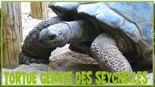 Aldabrachelys gigantea  Schweigger 1812  Tortue géante des Seychelles  072016 [upl. by Yrad]