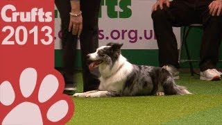 Young Kennel Club  Agility Competition  Crufts 2013 [upl. by Landahl]