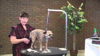 Dog Grooming  How to Do a Pet StripClip on a Border Terrier [upl. by Clerc986]