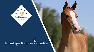 Ermitage Kalone x Cantos mare [upl. by Neomah]