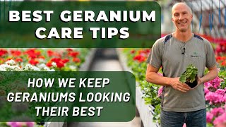 Best GERANIUM Care Tips  What Weve Learned To Keep Geraniums Looking Their Best [upl. by Pacorro194]