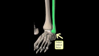 Outer  Lateral Ankle Pain Strength and Exercise [upl. by Landahl]