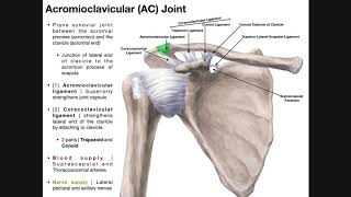 The Acromioclavicular AC Joint  Anatomy and Function [upl. by Fasto]