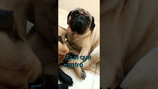 Angelo El alpha alpha protector disciplina protege pug perros tiktoker huichi2k petlover [upl. by Epifano366]