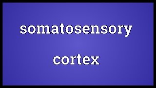 Somatosensory cortex Meaning [upl. by Bromley]