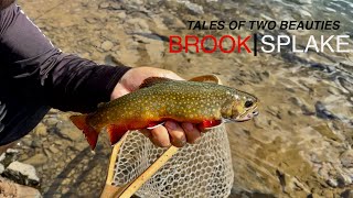 Fly Fishing BROOK TROUT and SPLAKE with STREAMERS [upl. by Eila67]