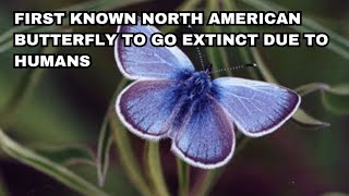 Xerces Blue Butterfly  Recently Extinct Animals [upl. by Kataway]