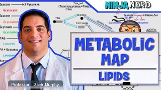 Metabolism  The Metabolic Map Lipids [upl. by Nyladnohr]