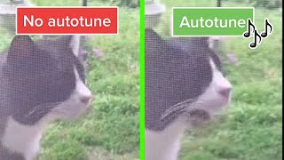 Wha Wha Cat No Autotune amp Autotune edit [upl. by Gothart]