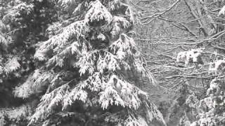 Snow Falling On Pine Trees [upl. by Chev]