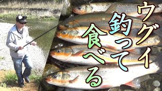 ウグイ釣って食べる！尺バヤ大漁！塩焼きうまいぞ！ミャク釣り。 ウグイの瀬付き。ウグイの大群。爆釣。 小物釣り62。簡単、ウグイ料理。川の大物釣り。琵琶湖 Lake BIWA River Fishing [upl. by Amsab182]