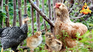 Galinhas Modeladas  Uma tendência na criação caipira e mais [upl. by Calloway409]