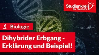 Dihybrider Erbgang  Erklärung und Beispiel  Biologie verstehen mit dem Studienkreis [upl. by Krahling]