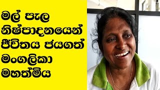 Successful Floriculture Entrepreneur in Sri Lanka [upl. by Brosine74]