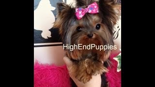 micro teacup adult full grown yorkshire terrier female girl quotFENDIquot [upl. by Ttenrag]