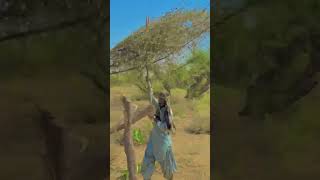 Tharparkar working video short tharparkarbeauty Tharvillagelife1 [upl. by Farmann]