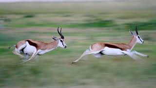 Gazelles Natures Speedy Animal [upl. by Nele]