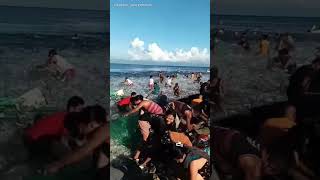 Libolibong sardinas napadpad sa dalampasigan ng Moalboal Cebu  Kapuso Mo Jessica Soho [upl. by Manny403]