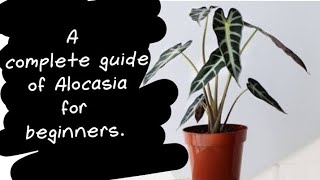 How to care Alocasia Sanderiana  A complete guide on Alocasia for beginners  biosphereflora [upl. by Elesig71]