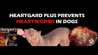 Heartgard Plus Prevents Heartworms in Dogs [upl. by Phelps]