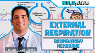 Respiratory  External Respiration Thickness amp Surface Area of Respiratory Membrane [upl. by Selig613]