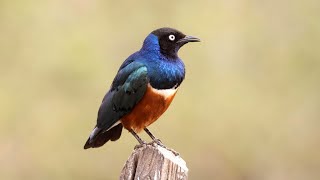 Superb Starling in Kenya [upl. by Edea813]