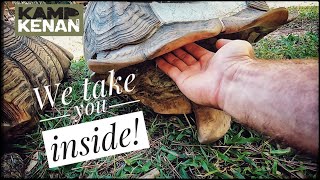 Sulcata Tortoise Shells are LIVING FEELING parts of the body [upl. by Heiney]