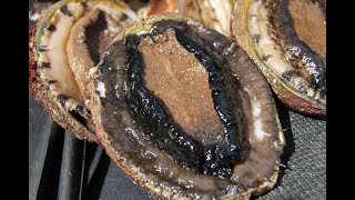 IFISHTV  Abalone diving amp fishing off WEDGE ISLAND [upl. by Emili653]