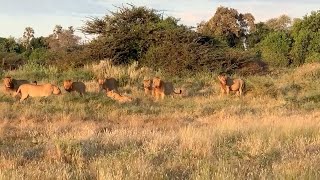 Five male lions roaring at once [upl. by Ardnuyek155]