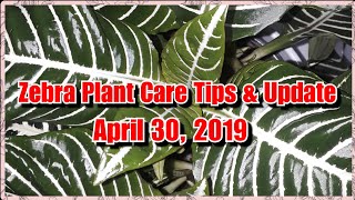 ZEBRA PLANT CARE TIPS amp UPDATE APRIL 30 2019 [upl. by Aaberg]