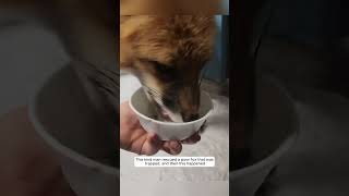 This kind man rescued a poor fox that was trapped and then this happened animalshorts [upl. by Annahsirhc145]