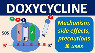 Doxycycline  Mechanism precautions side effects amp uses [upl. by Ontina]