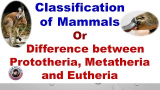 Classification of mammals  Difference between Prototheria Metatheria and Eutheria  HSR Bioinfo [upl. by Leggat]