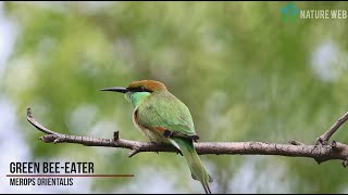 Beautiful Green beeeater  hunting  Full HD  Nature Web [upl. by Libove]