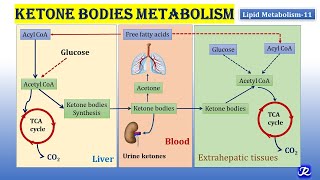 11 Ketone bodies Metabolism  Lipid Metabolism11  Biochemistry  NJOY Biochemistry [upl. by Etteraj]