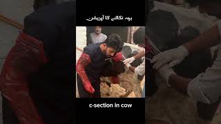 csection cow caesarean section cow cow animalmedicine cowgoat farming animalhealthcare [upl. by Iruyas873]