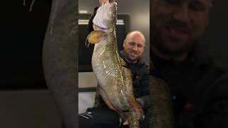 Massive Burbot Caught Ice Fishing [upl. by Maybelle]