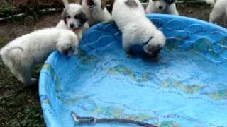 Great Pyrenees puppies in swimming pool [upl. by Mireille830]