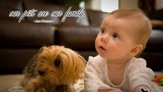 Yorkie Dogs Meeting Babies for the First Time  Yorkie Dog Laughing and Playing Baby Compilation [upl. by Nicolette]