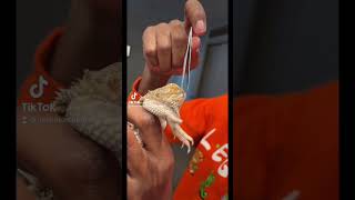 Bearded Dragon Nose Shed 😱 [upl. by Milo181]