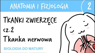 Tkanki zwierzęce cz2  Nerwowa  Anatomia i fizjologia 2  matura z biologii rozszerzona [upl. by Burgwell]