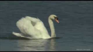 Karneval der Tiere  Der Schwan [upl. by Wain]