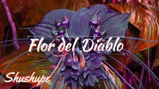 Shushupe  Flor del Diablo [upl. by Aiken]