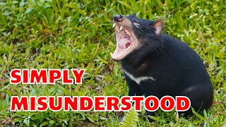 Is the Tasmanian Devil just like the cartoon animals [upl. by Fenwick]