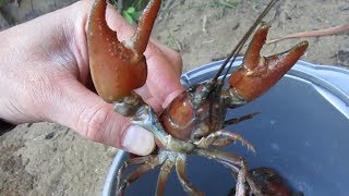 Trapping Big Signal Crayfish in the Pacific Northwest [upl. by Alehc]