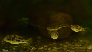 Pea puffer feeding and more  July 2020 [upl. by Aleka997]