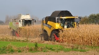 Loonbedrijf Neyt  New Holland CX 8090 amp Claas Lexion 570  mais dorsen [upl. by Alrich188]