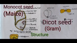 Structure of Monocot amp Dicot seed structure of Monocotyledonous and dicotyledonous seed [upl. by Irovi]