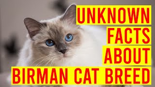 10 Interesting Facts About Birman Cat Breeds All Cats [upl. by Lytton3]